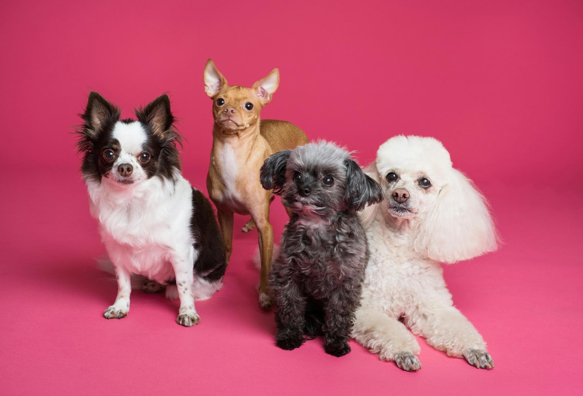 Dog Spay Castrate Neutering Prices in Winchester