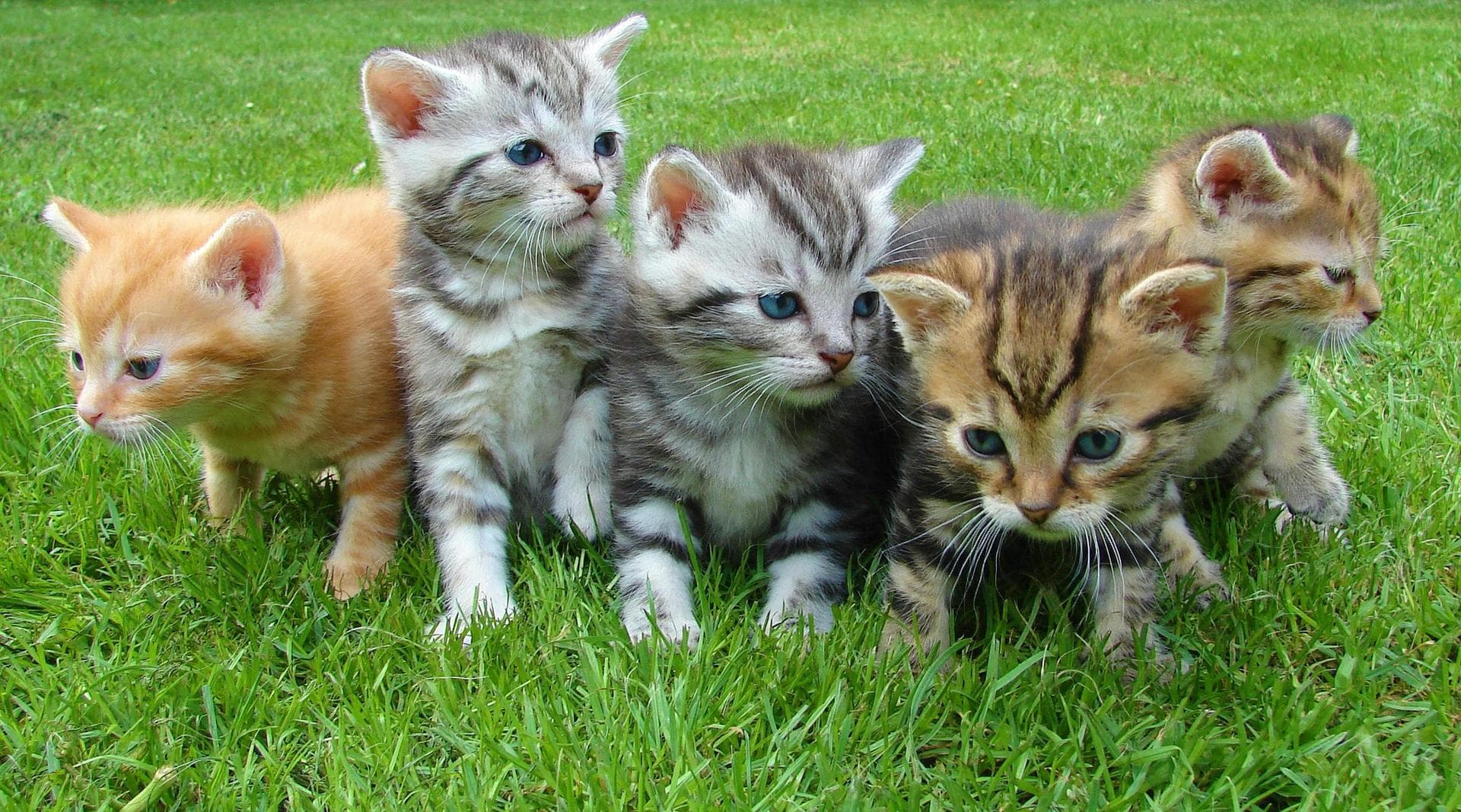 Cat Euthanasia Put Down Prices in Winchester