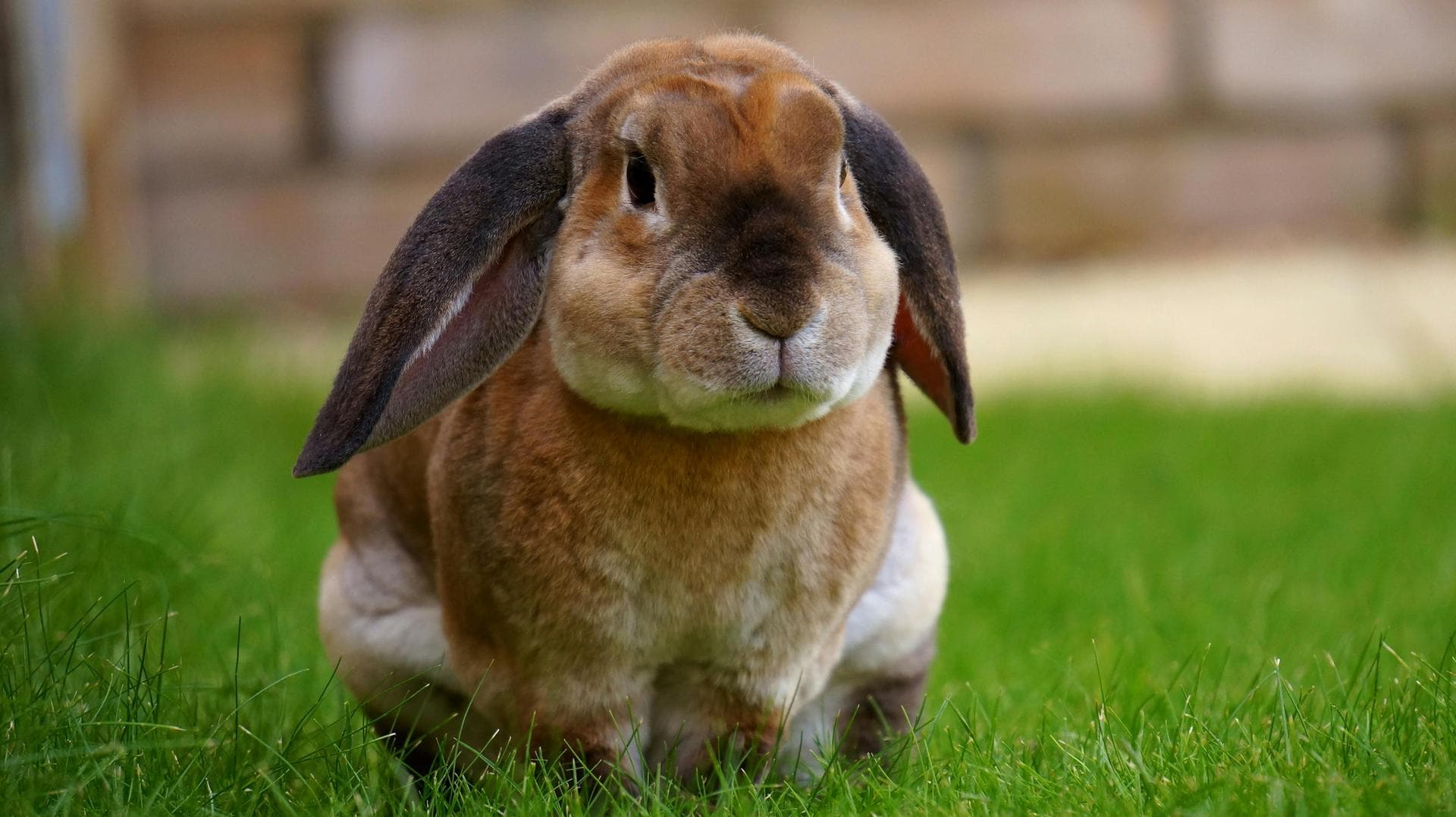 Bank Holiday Emergency Vet Prices in Winchester