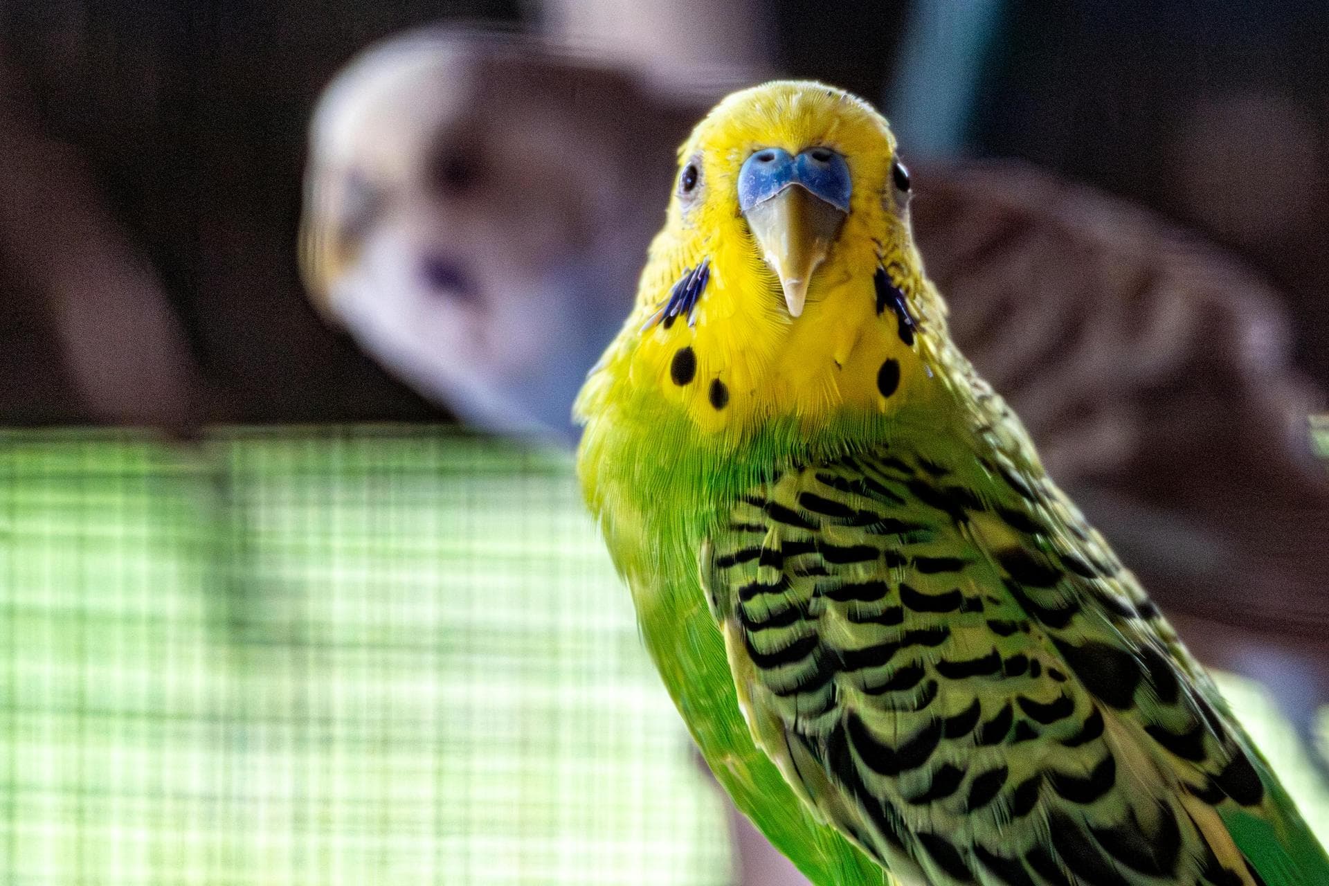 Emergency Vets in Winchester